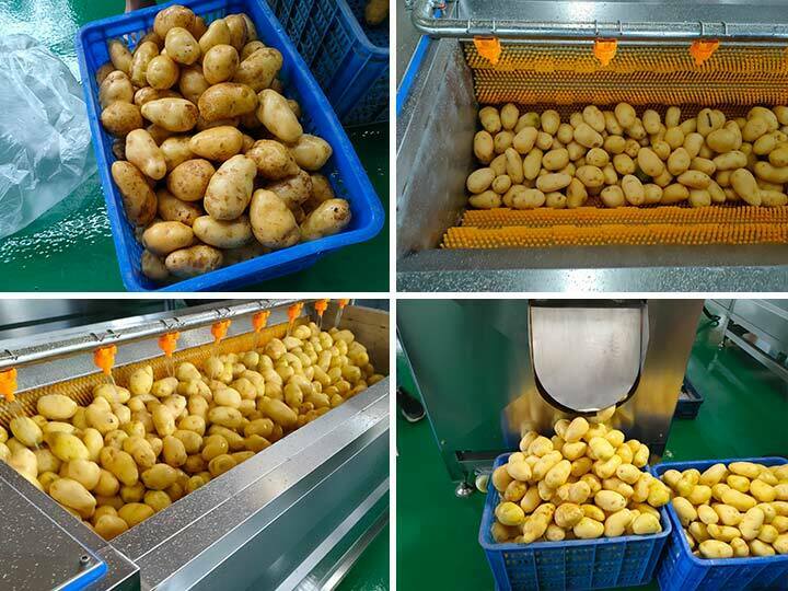 Brush Ginger Peeling Machine Sold To Sri Lanka 2 Brush cleaning machine for washing potato