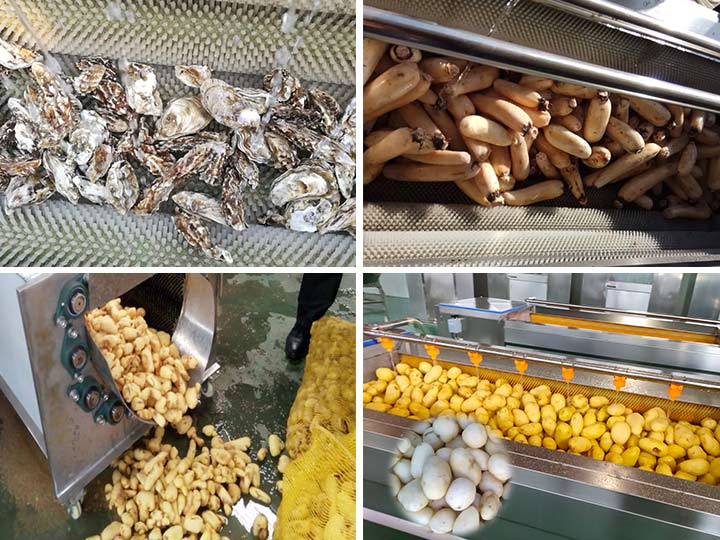 Brush Ginger Peeling Machine Sold To Sri Lanka 3 Brush ginger washing peeling machine application