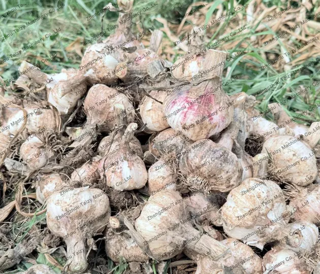 Garlic for the vegetable harvesting machine