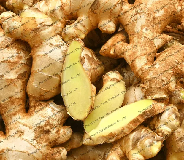 Ginger for the multi crop harvester machine