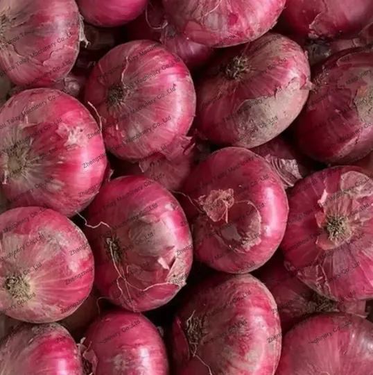 Onion for the root crop harvesting equipment
