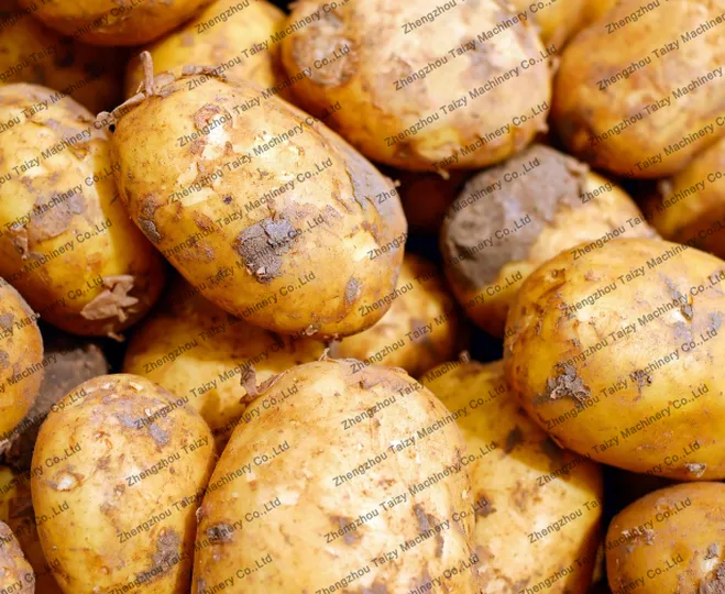 Potato for the potato and onion harvester