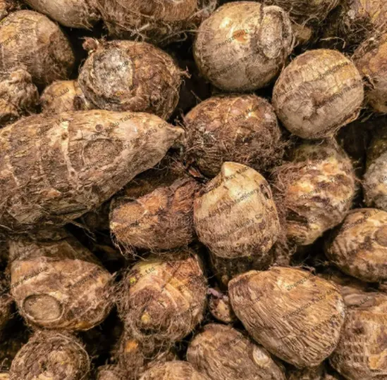 Taro for the root tuber harvester